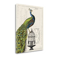 Peacock Birdcage Fine Art Giclee Print A762671